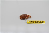 藏品(肥胖後相手蟹)的圖片